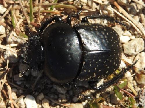 Réf. 238 988 : Scarabaeus variolosus